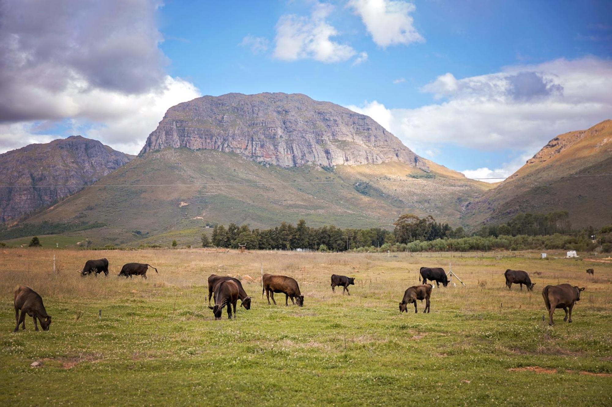 Wagyu Mountain Lodge Paarl Exteriör bild